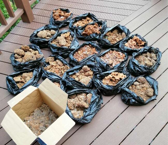 危害比較大的白蟻有哪些品種？